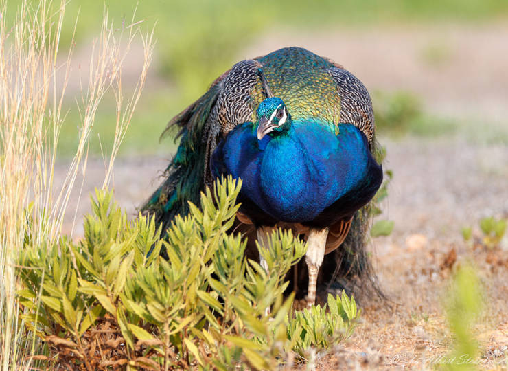 Cyprus Animal Farm Parks & Zoo