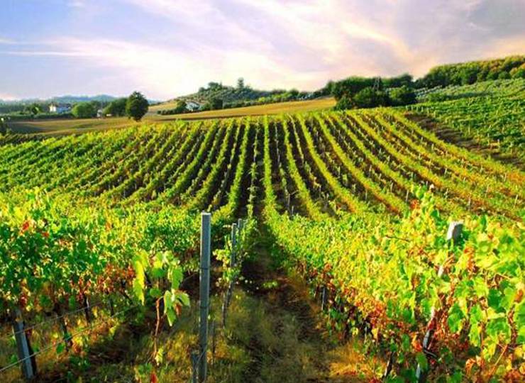 Destination Labels – Wine Roots