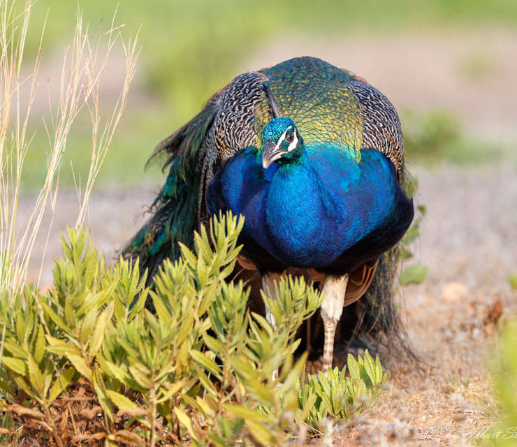 Cyprus Animal Farm Parks & Zoo