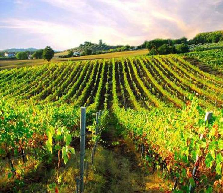 Destination Labels – Wine Roots